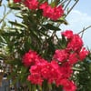 Carmencita S.